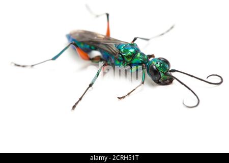 emerald cockroach wasp isolato su sfondo bianco Foto Stock