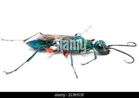 emerald cockroach wasp isolato su sfondo bianco Foto Stock