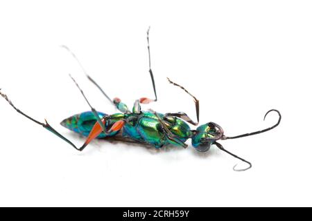 emerald cockroach wasp isolato su sfondo bianco Foto Stock