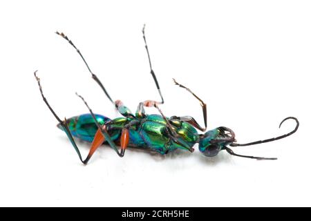 emerald cockroach wasp isolato su sfondo bianco Foto Stock