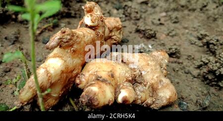 Lo zenzero isolato con set di raccolta di frutta in agricoltura produce terreno naturale di fondo. Foto Stock