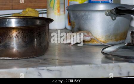 Mouse casa Mus musculus che salta in cucina. Cruz de Pajonales. Tejeda. Gran Canaria. Isole Canarie. Spagna. Foto Stock