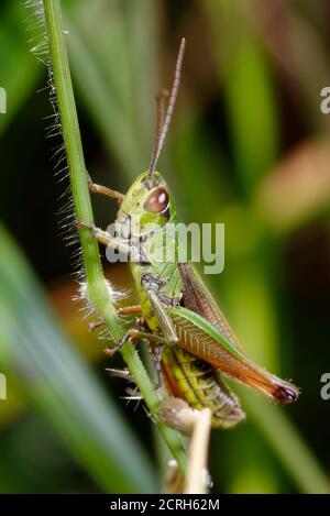 Prato Grasshopper - Chorthippus parallelus, su gambo di erba Foto Stock