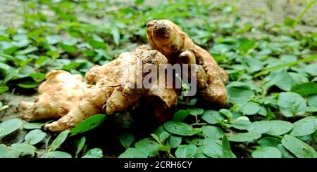 Doppio zenzero isolato con set di raccolta di frutta in agricoltura producono terreno terreno naturale di fondo. Foto Stock