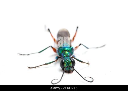 emerald cockroach wasp isolato su sfondo bianco Foto Stock