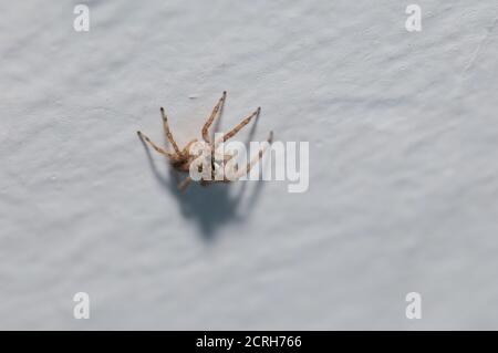 Il ponticello della casa di Adanson Hasarius adansoni. Cruz de Pajonales. Tejeda. Gran Canaria. Isole Canarie. Spagna. Foto Stock