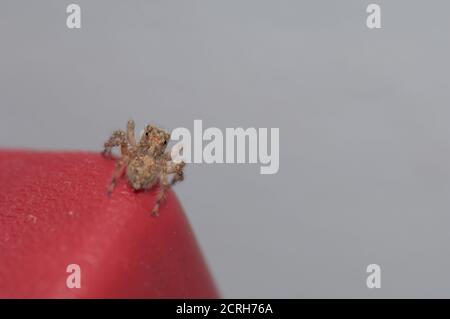 Il ponticello della casa di Adanson Hasarius adansoni. Cruz de Pajonales. Tejeda. Gran Canaria. Isole Canarie. Spagna. Foto Stock