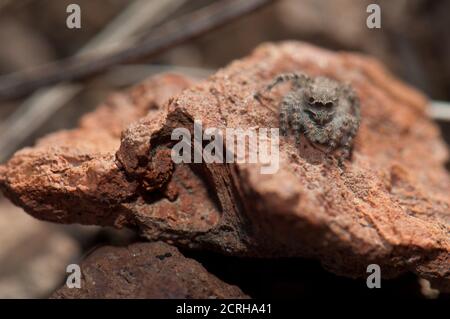 Femmina che salta ragno, Aelurillus lucasi. Monte Las Brujas. Riserva naturale integrale di Inagua. Tejeda. Gran Canaria. Isole Canarie. Spagna. Foto Stock