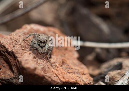 Femmina che salta ragno, Aelurillus lucasi. Monte Las Brujas. Riserva naturale integrale di Inagua. Tejeda. Gran Canaria. Isole Canarie. Spagna. Foto Stock