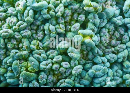 Macro foto verde verdure fresche broccoli. Verdure per dieta e alimentazione sana. Cibo biologico Foto Stock