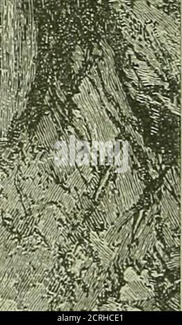 . Tour estivi attraverso il Michigan centrale, 'la rotta delle Cascate del Niagara' .. . Entrata alla Grotta dei Venti.(26) Cascate del Niagara. 27 ritorno alla terraferma dal ponte sul quale siete arrivati, percorre la riva del fiume dalle rapide, attraverso la riserva, fino all'estremità orientale della caduta americana. Da qui e da altri punti lungo il basso parapetto in pietra, sul bordo del chfif, si gode di splendide viste, non solo della FAU ai piedi del giorno, ma della magnifica spazzata del grande Horseshoe oltre. Foto Stock