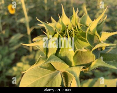 Primo piano di una testa di girasole non matura con petali verdi in una giornata di sole Foto Stock