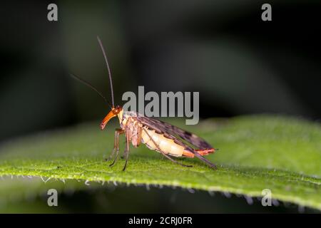 Scorpionfly comune - Panorpa communis - femmina, nel suo habitat naturale Foto Stock