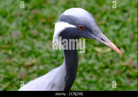 Brasile Foz do Iguacu - Zoo - Parque das Aves Gru Demoiselle Bird (Grus virgo) Foto Stock