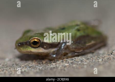 Rana mediterranea di Hyla meridionalis. Il Parco Rurale di Nublo. Gran Canaria. Isole Canarie. Spagna. Foto Stock