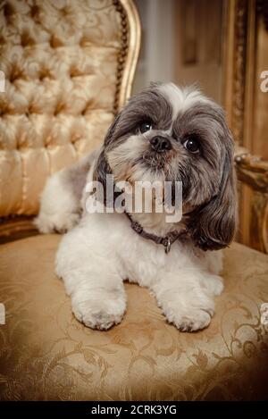 Adorabile cane pedigree Shih Tzu sdraiato su una sedia d'oro guardando lo spettatore Foto Stock