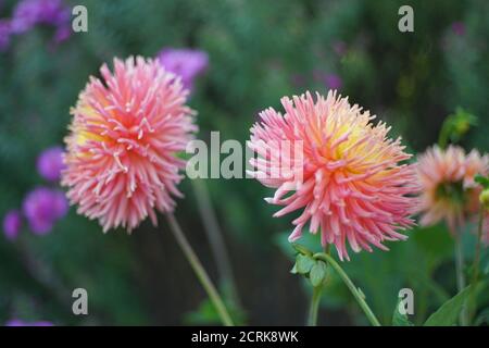 Cactus dahlia fimbriato in fiore in arancione e giallo Foto Stock