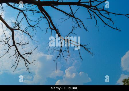 Rami di grande albero creare illusione con cielo spazio per il testo. Foto Stock