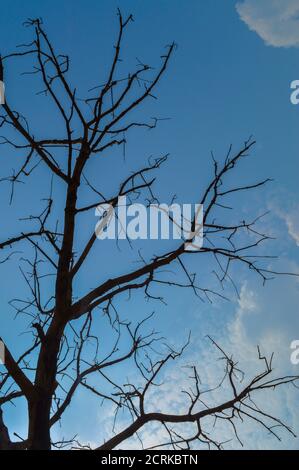 Rami di grande albero creare illusione con cielo spazio per il testo. Foto Stock