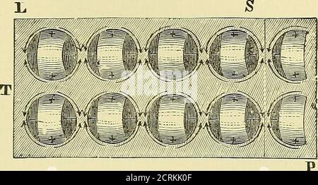. Gli usi medici e chirurgici dell'elettricità : compresi i raggi X, la luce Finsen, le terapie vibratorie e le correnti ad alta frequenza. Sono costituiti da mole-cules elettrici, che hanno una zona equatoriale positiva e due polarzone negative, i cui assi sono paralleli tra loro, cioè due molecole makeone. Questa è chiamata disposizione peripolare. In un magnete, ogni singola molecola manifesta gli stessi fenomeni dell'entiremagnet: Ogni molecola è infatti un magnete in miniatura. Allo stesso modo, ogni molecola del nervo o del muscolo manifesta gli stessi fenomeni dell'ANELECTROTONOS A. Foto Stock