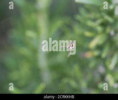 ©2020 tutti i diritti riservati Foto Stock
