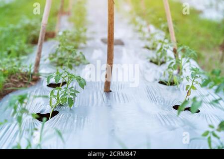 Alberi di pomodoro crescenti in trama di piantatura, raccolto di copertura di terra Foto Stock