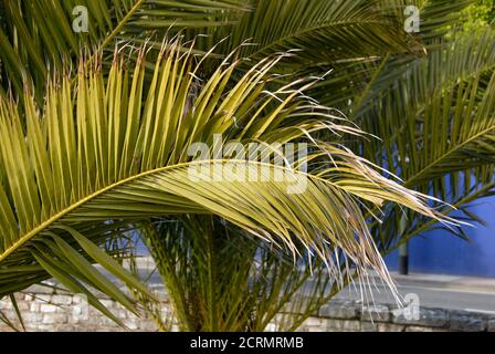 Foglie di palma che danno l'impressione di calore nella località turistica di Torquay, Devon, Inghilterra - la Riviera Inglese Foto Stock