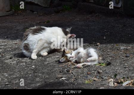 Un simpatico gattino, sdraiato a terra e giocando. Sua madre è seduta da parte, si sta curando. Madera, Portogallo. Foto Stock