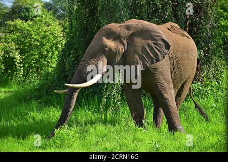 Elefante nel Parco Nazionale di Luangwa Sud in Zambia Foto Stock