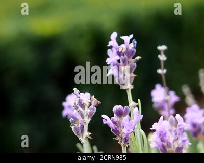 Provenza - campo lavanda, panorama campo lavanda mattina estate sfocatura sfondo. Primavera lavanda sfondo. Fondo fiore. Profondità poco profonda del fuoco Foto Stock