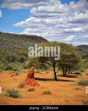 Riserva di Okinjima in Namibia Foto Stock