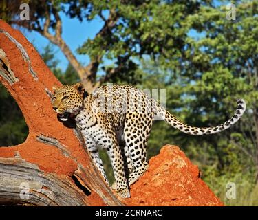 Leopardo nella riserva di Okinjima in Namibia Foto Stock