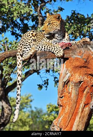 Leopardo nella riserva di Okinjima in Namibia Foto Stock