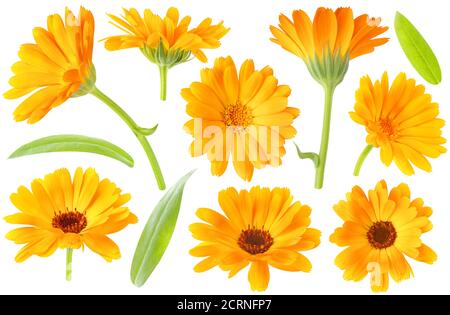 Raccolta di calendula (marigold) fiori di piante e foglie isolati su sfondo bianco Foto Stock