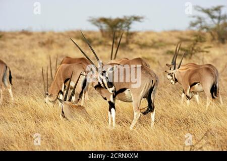 Beisa Oryx, oryx beisa, allevamento di Savannah, il Masai Mara Park in Kenya Foto Stock