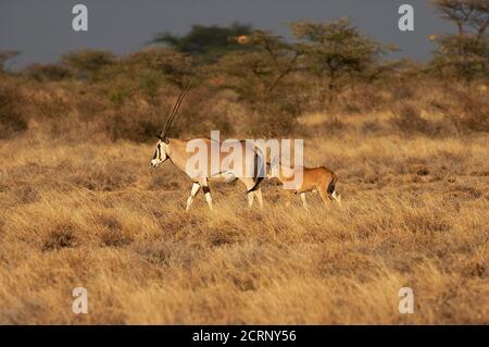 Beisa Oryx, oryx beisa, femmina con giovani di Savannah, il Masai Mara Park in Kenya Foto Stock