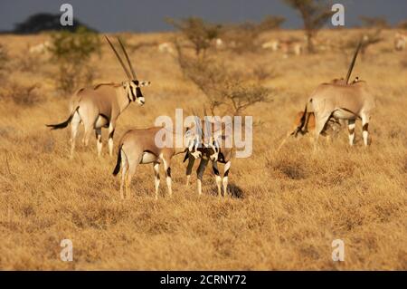 Beisa Oryx, oryx beisa, allevamento di Savannah, il Masai Mara Park in Kenya Foto Stock