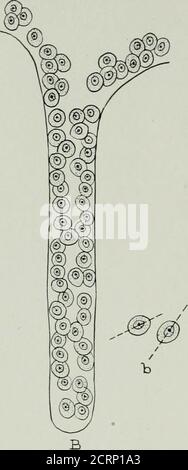 . La rivista americana di roentgoenologia, radioterapia e medicina nucleare . Foto Stock