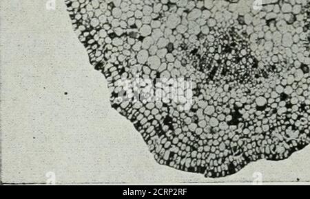 . La rivista americana di roentgoenologia, radioterapia e medicina nucleare . Foto Stock