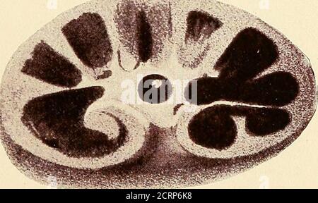 . Un trattato sull'ostetricia per studenti e professionisti . FIG. 4. Foto Stock
