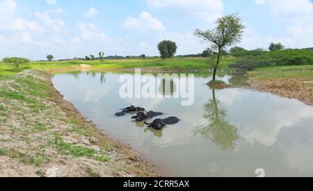 Una mandria di bufali si rinfrescano in uno stagno per sfuggire al caldo del pomeriggio, al villaggio di Babra vicino a Beawar. Foto: Sumit Saraswat Foto Stock