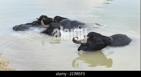 Una mandria di bufali si rinfrescano in uno stagno per sfuggire al caldo del pomeriggio, al villaggio di Babra vicino a Beawar. Foto: Sumit Saraswat Foto Stock