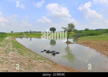 Una mandria di bufali si rinfrescano in uno stagno per sfuggire al caldo del pomeriggio, al villaggio di Babra vicino a Beawar. Foto: Sumit Saraswat Foto Stock