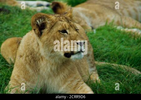 Lioness Blair Drummond Safari Park. Autunno 2020 settembre Foto Stock