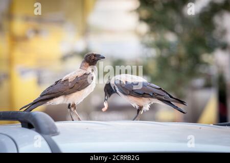Focus su un corvo con cappuccio, un uccello di corvo nero e grigio della famiglia corvidae, chiamato anche Corvus Cornix, in piedi, mentre un altro, blurry, sta mangiando Foto Stock