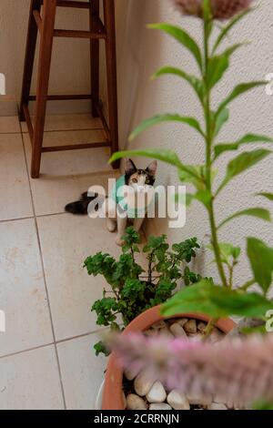 Cat con tessuto post-operatorio vicino alle piante. Riprese in tricolore gattino all'aperto. Foto Stock