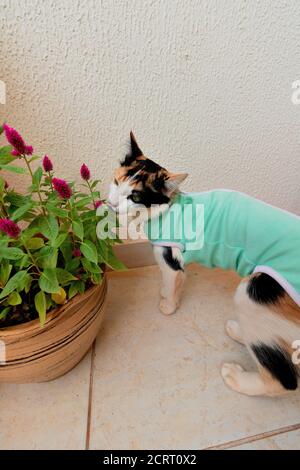 Cat con tessuto post-operatorio vicino alle piante. Riprese in tricolore gattino all'aperto. Foto Stock