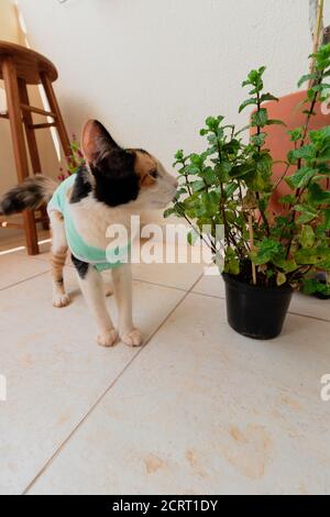 Cat con tessuto post-operatorio vicino alle piante. Riprese in tricolore gattino all'aperto. Foto Stock