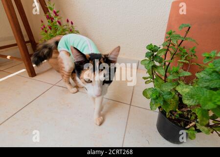 Cat con tessuto post-operatorio vicino alle piante. Riprese in tricolore gattino all'aperto. Foto Stock