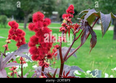 Frutti rossi di ricino della pianta di ricino o di Ricinus communis da cui è prodotto olio di ricino medico. Foto Stock